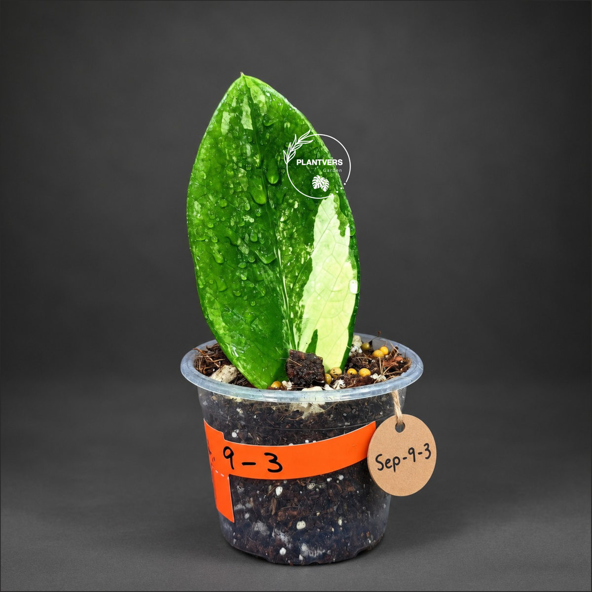 Variegated ZZ Gold Live Plant - Zamioculcas Zamiifolia (Sep-9-3)