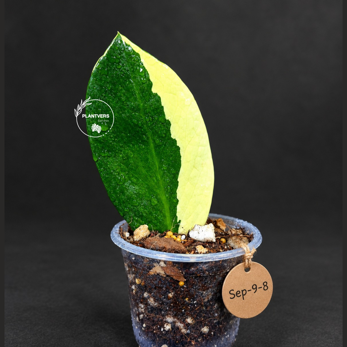 Variegated ZZ Gold Live Plant - Zamioculcas Zamiifolia (Sep-9-8)