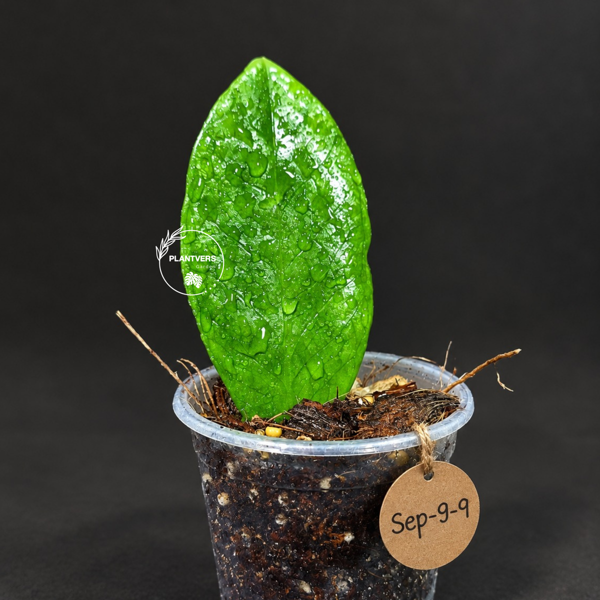 Variegated ZZ Gold Live Plant - Zamioculcas Zamiifolia (Sep-9-9)