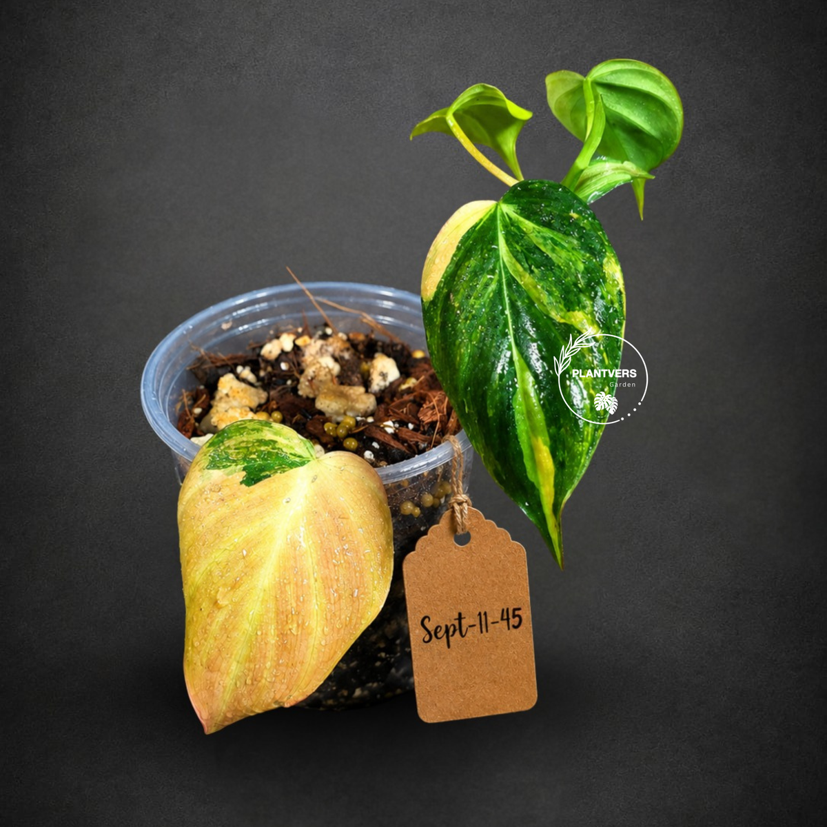 Variegated Philodendron Mican Aurea - (Sep-11-45)