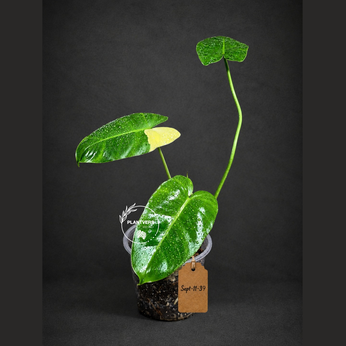 Variegated Burle Marx Philodendron - Rare Aroid - US Seller (Sep-11-39)