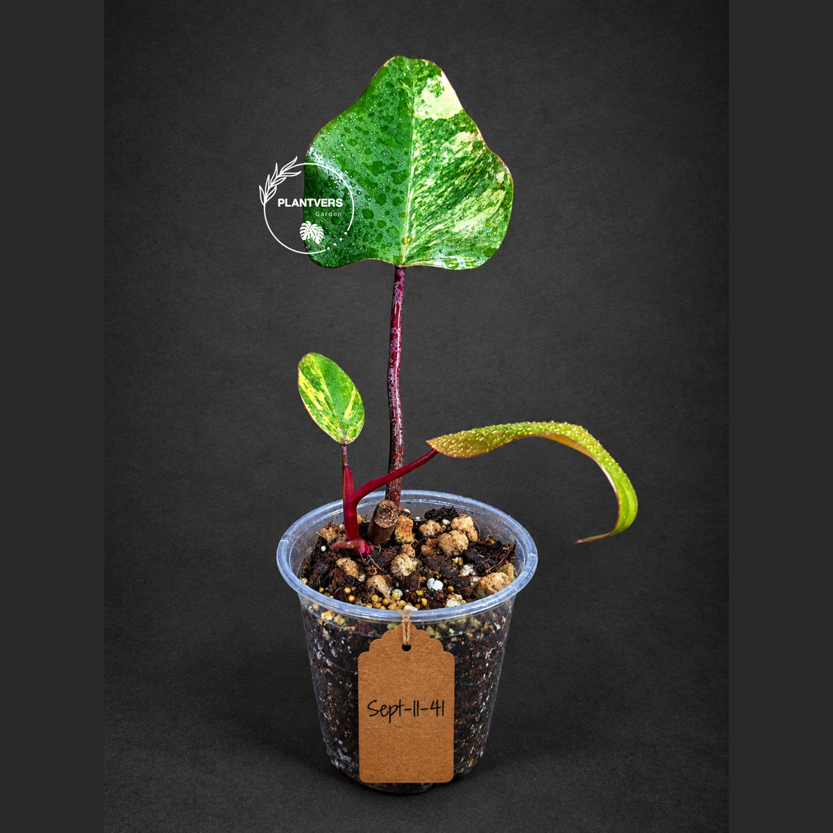 Rare Philodendron Strawberry Shake Variegated (Sep-11-41)