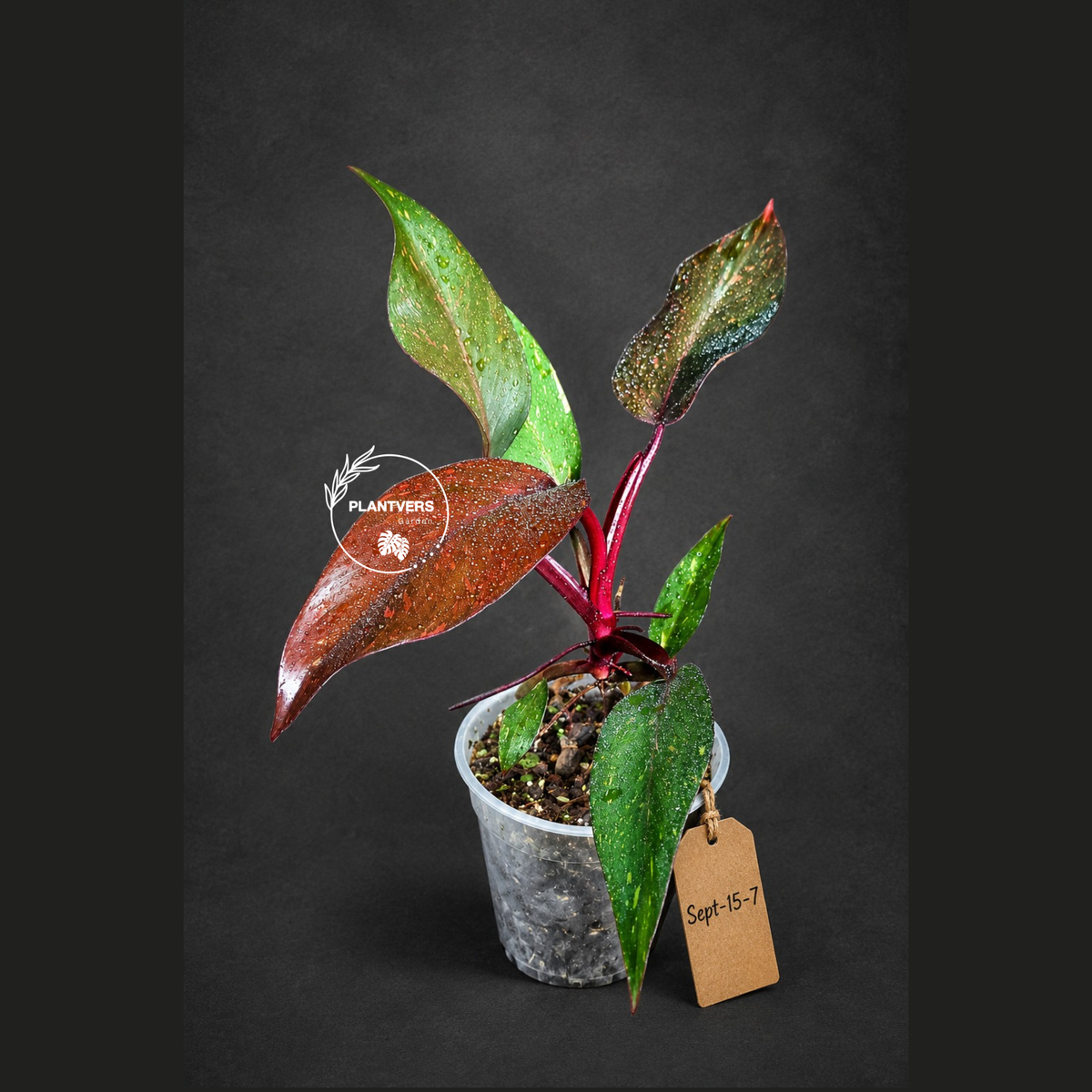 Philodendron Orange Princess - Rare Collector Plant (Sep-15-7)