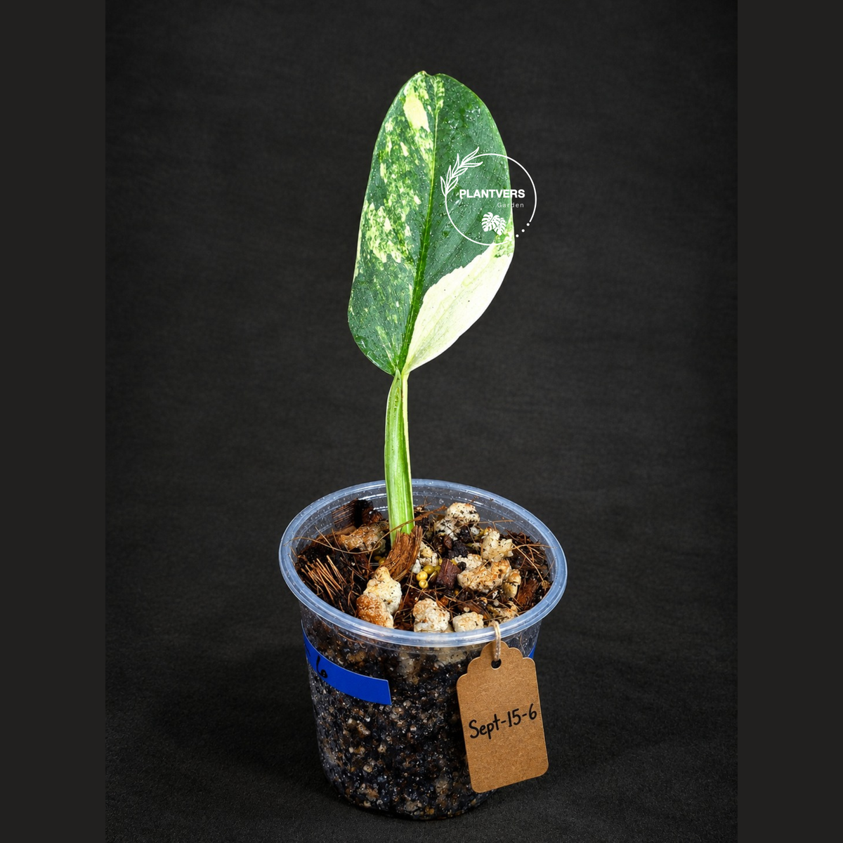 Variegated Silver sword Philodendron -(Sep-15-6)