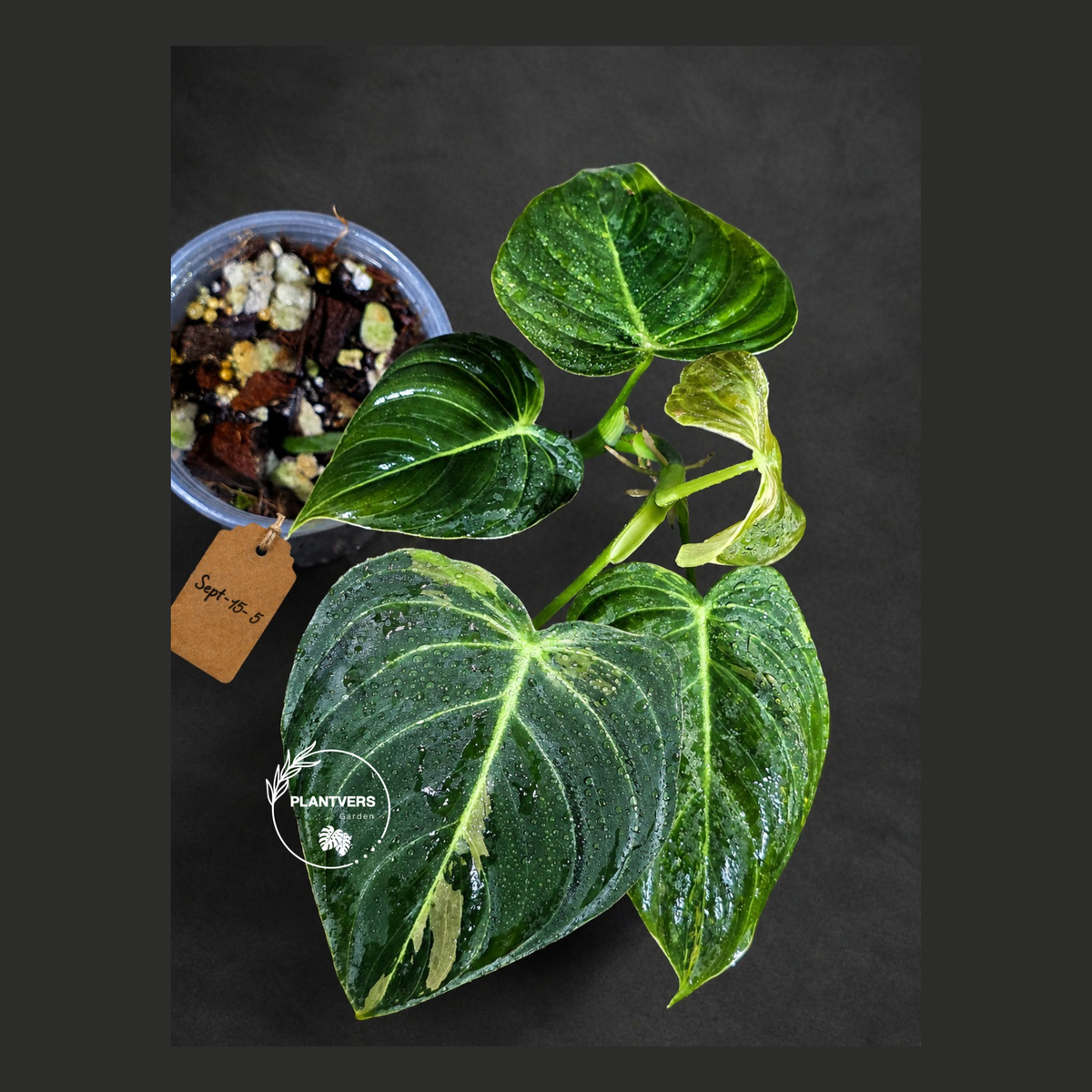 Variegated Philodendron Melanochrysum Live Plant (Sep-15-5)