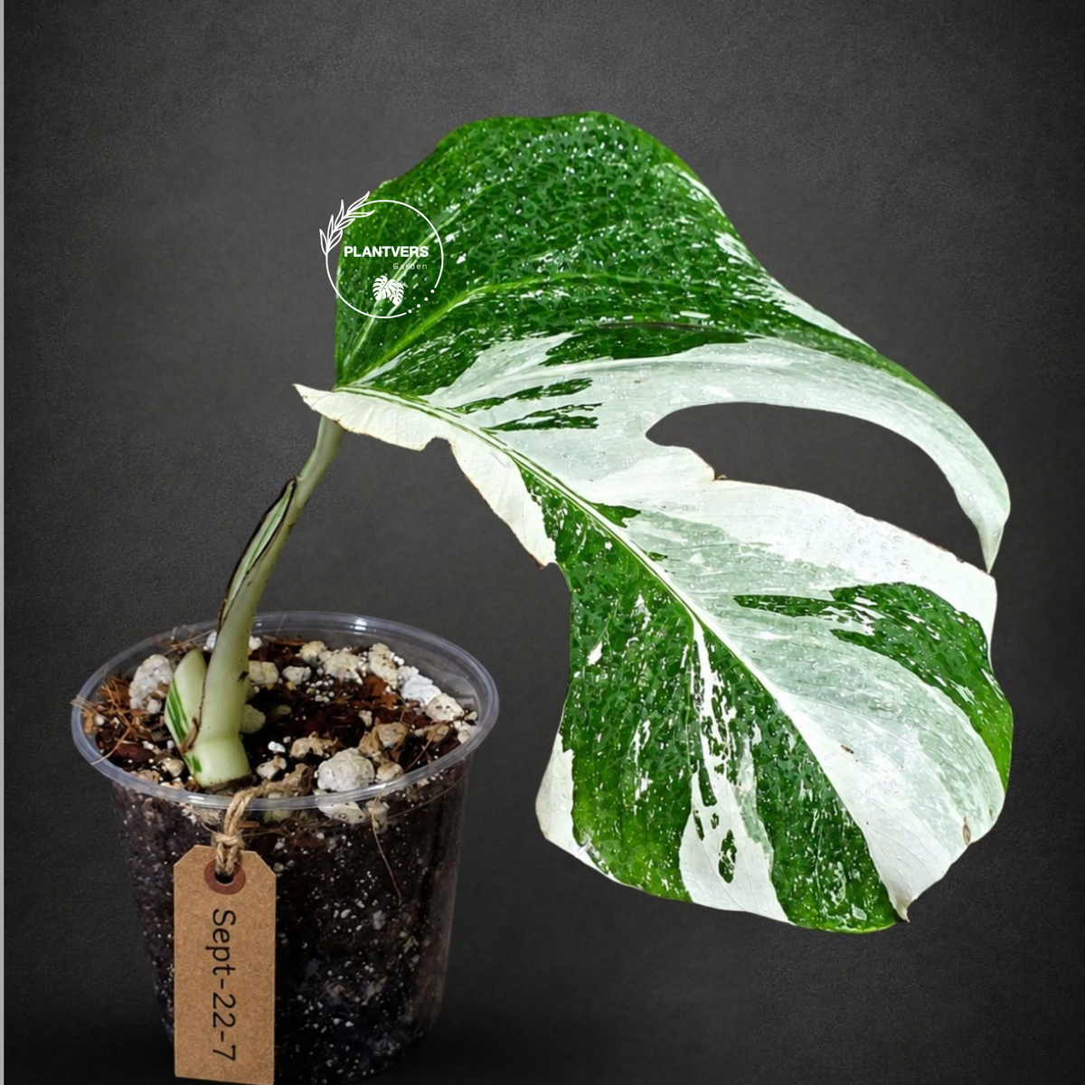 Variegated Monstera Albo - White Albo Borsigiana (Sep-22-7)