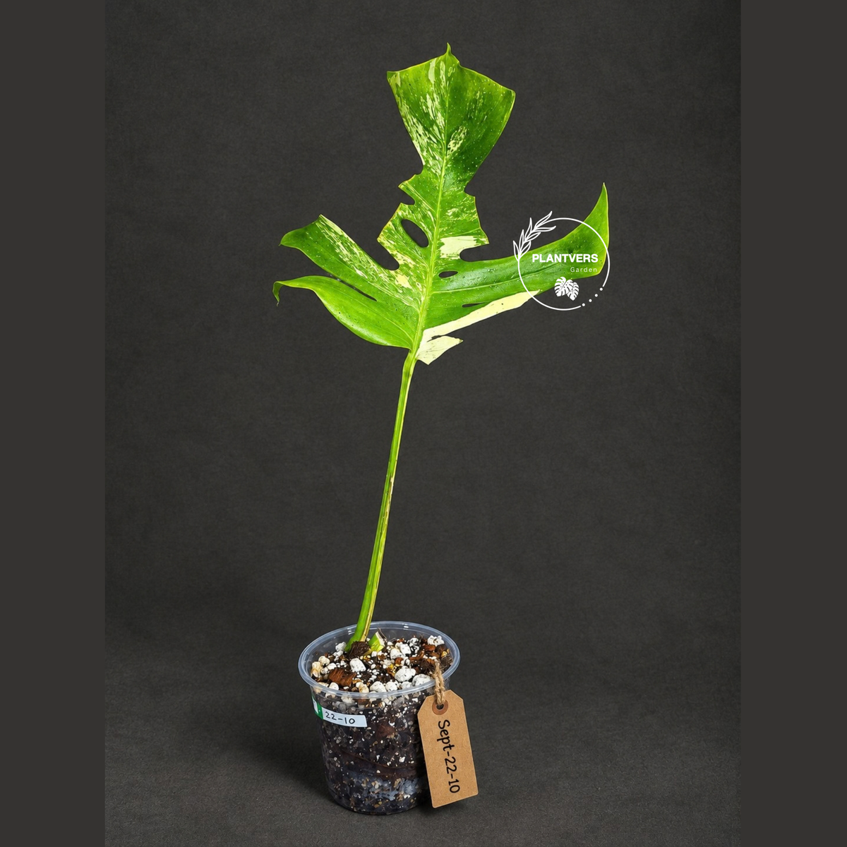 Monstera Borsigiana Aurea Variegated Plant - (Sep-22-10)