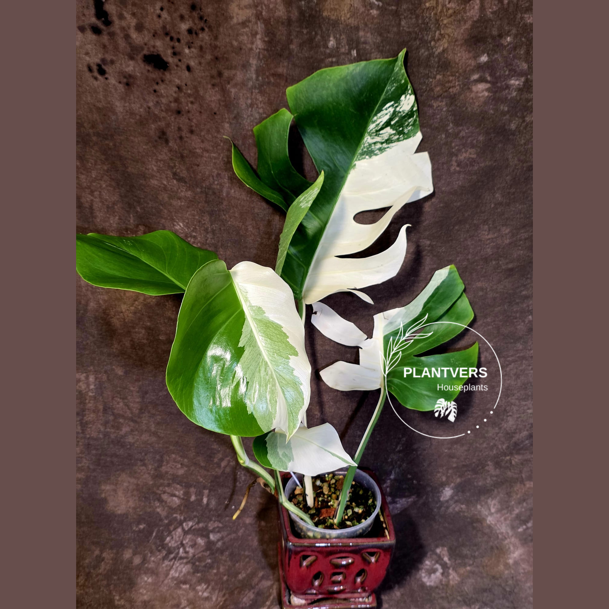Variegated Monstera Albo - Rare White Monstera Borsigiana (6-5-1)
