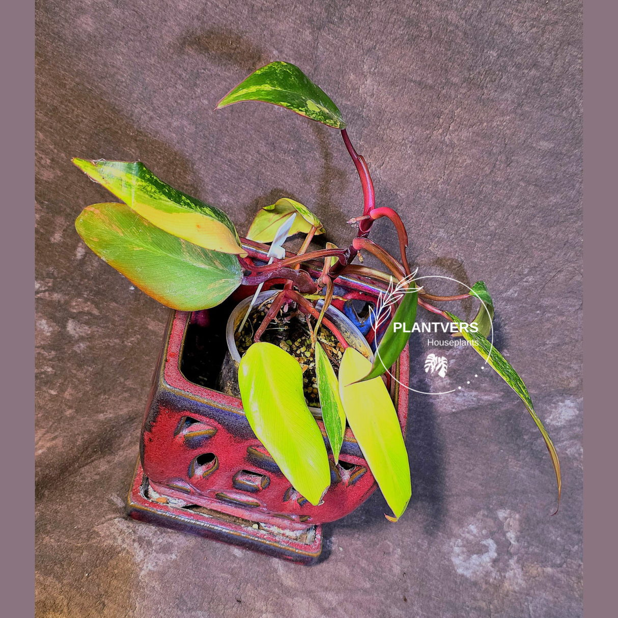 Variegated Philodendron Strawberry Shake Live Plant - EXACT Plant - (6-5-3)