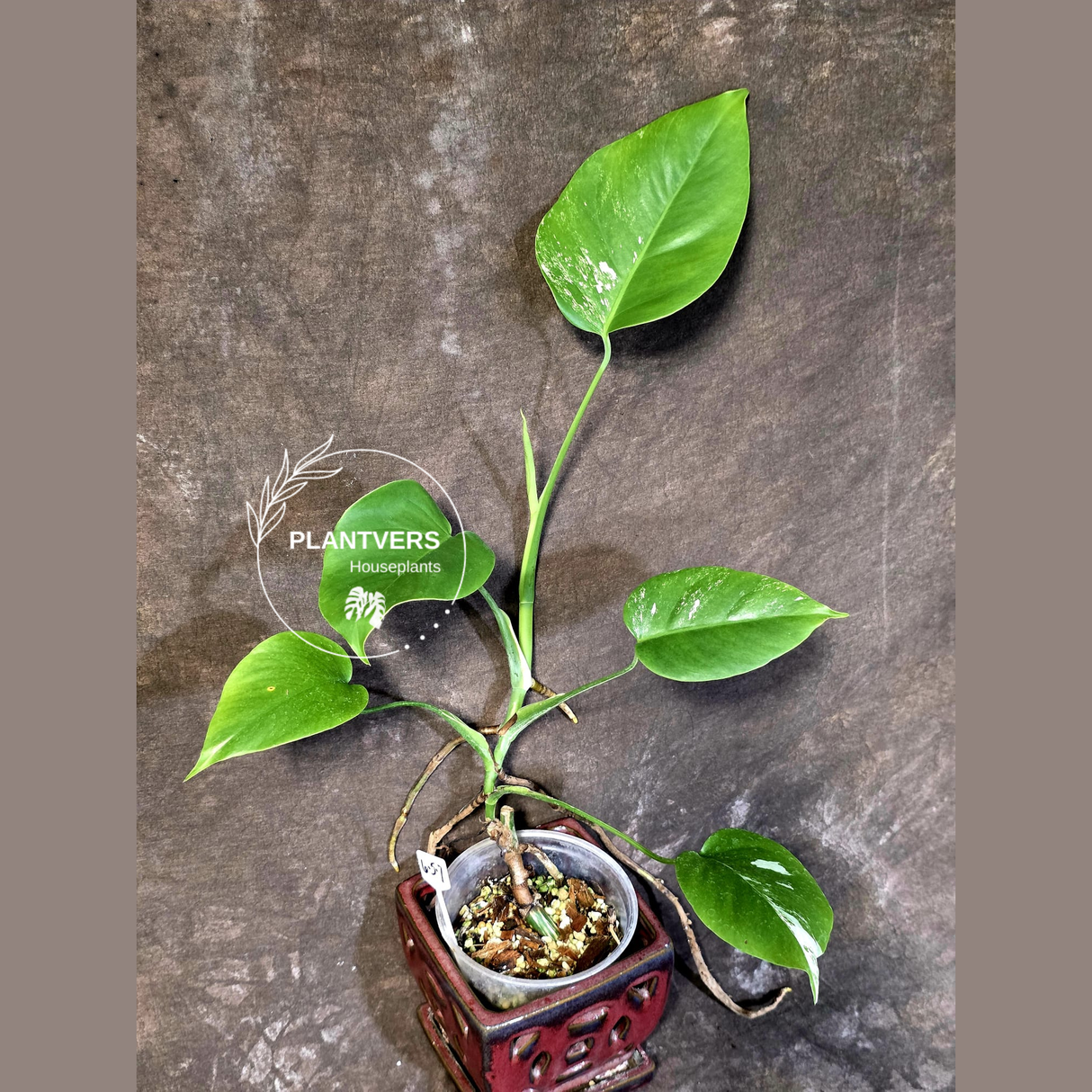 Variegated Monstera Albo - Rare White Monstera Borsigiana (6-5-7)