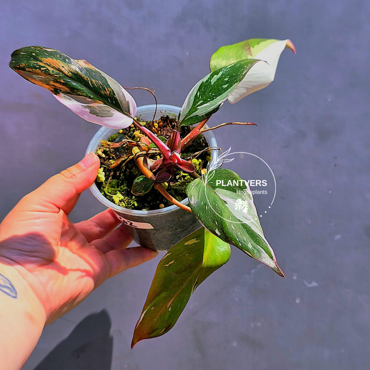 Variegated Philodendron Red Anderson - Exact Same Plant - (May-29-62)