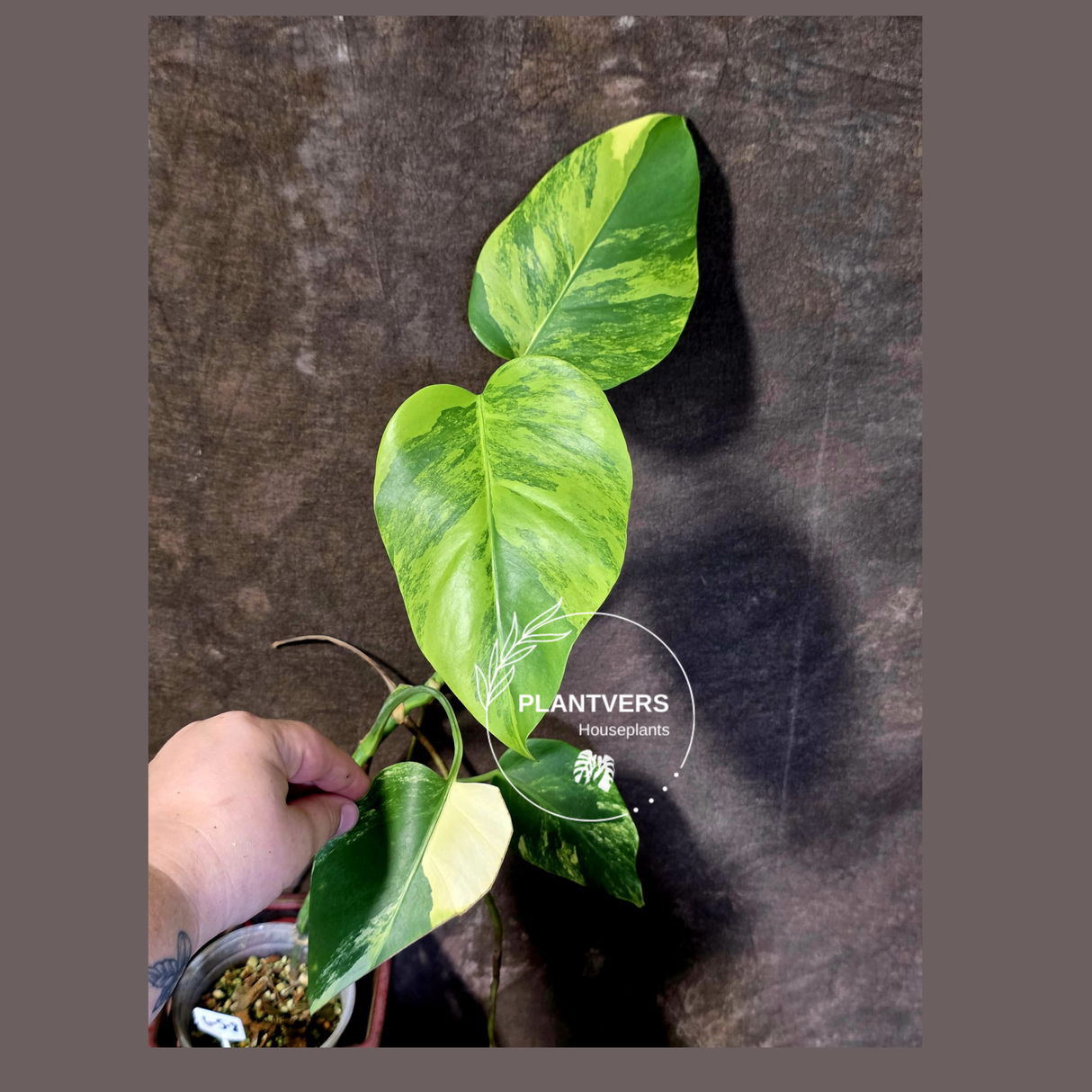 Monstera Aurea Variegated Borsigiana - Monstera Marmota - (6-5-8)