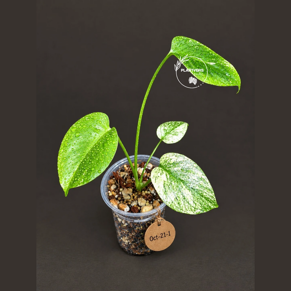 Monstera Deliciosa White Monster - Rare Monstera Beauty - (Oct-21-1)