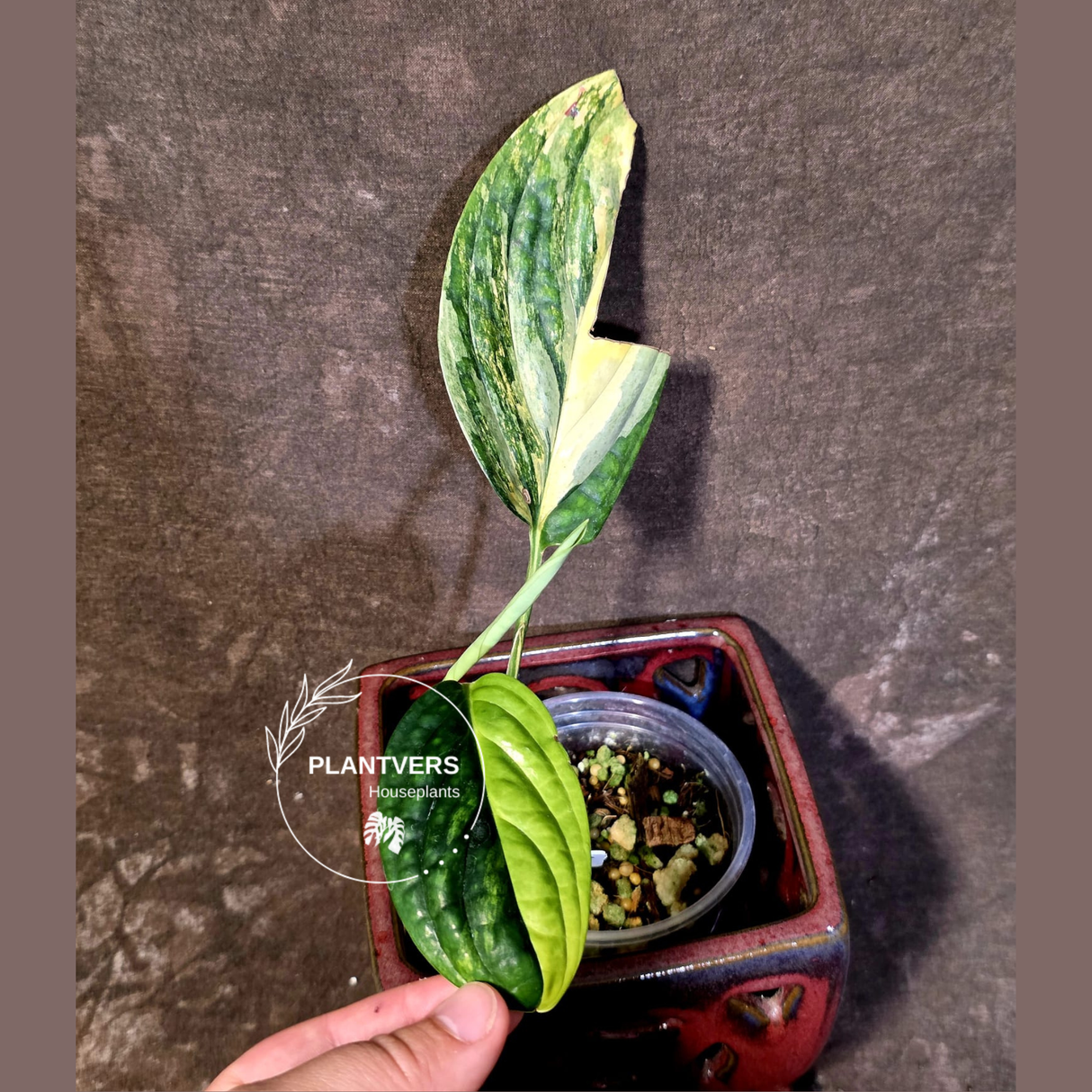 Variegated Monstera Peru in a Nursery Pot - Live Rare Houseplants - (6-5-9)