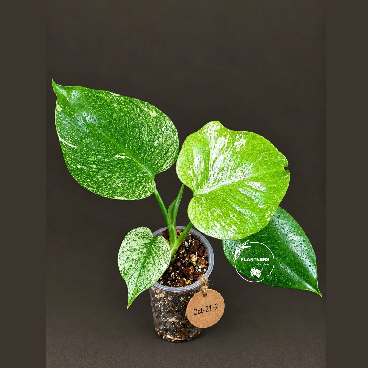 Monstera Deliciosa White Monster - Rare Monstera Beauty - (Oct-21-2)