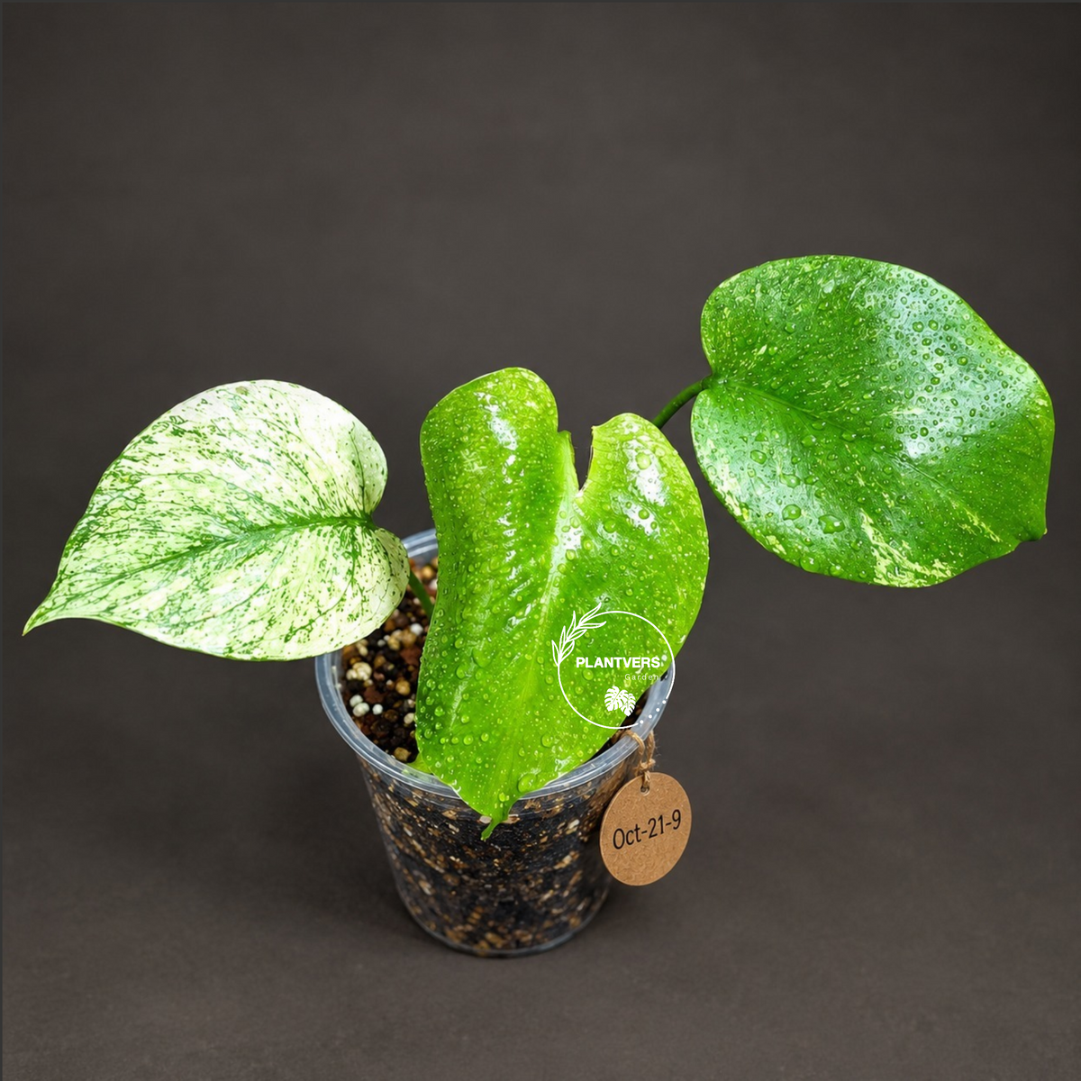 Monstera Deliciosa White Monster - Rare Monstera Beauty - (Oct-21-9)