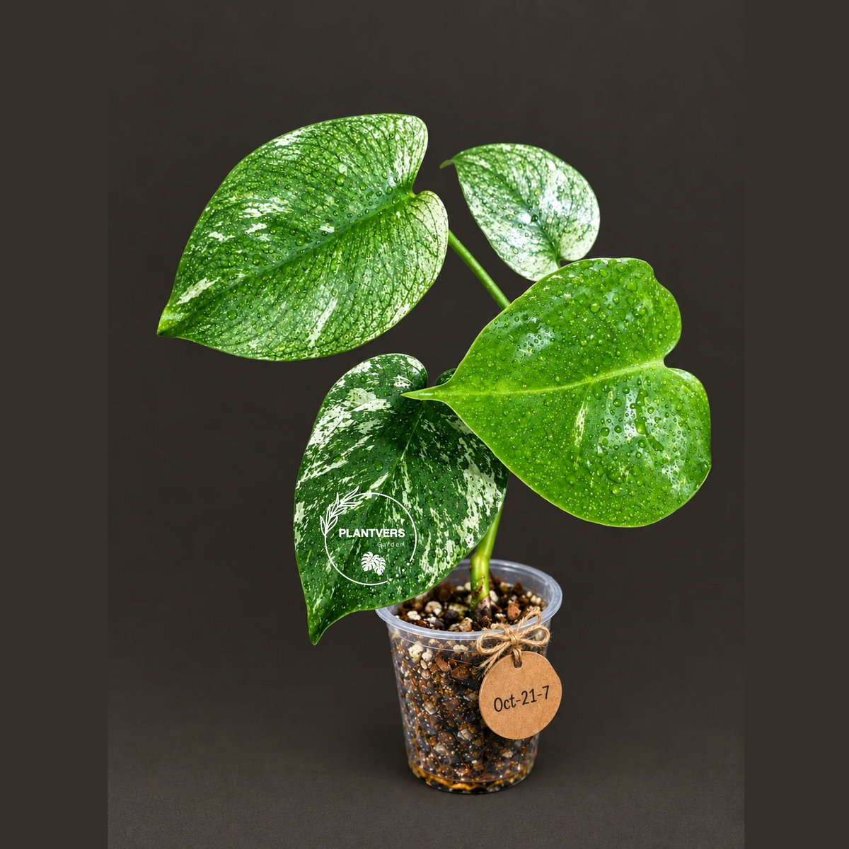 Monstera Deliciosa White Monster - Rare Monstera Beauty - (Oct-21-7)