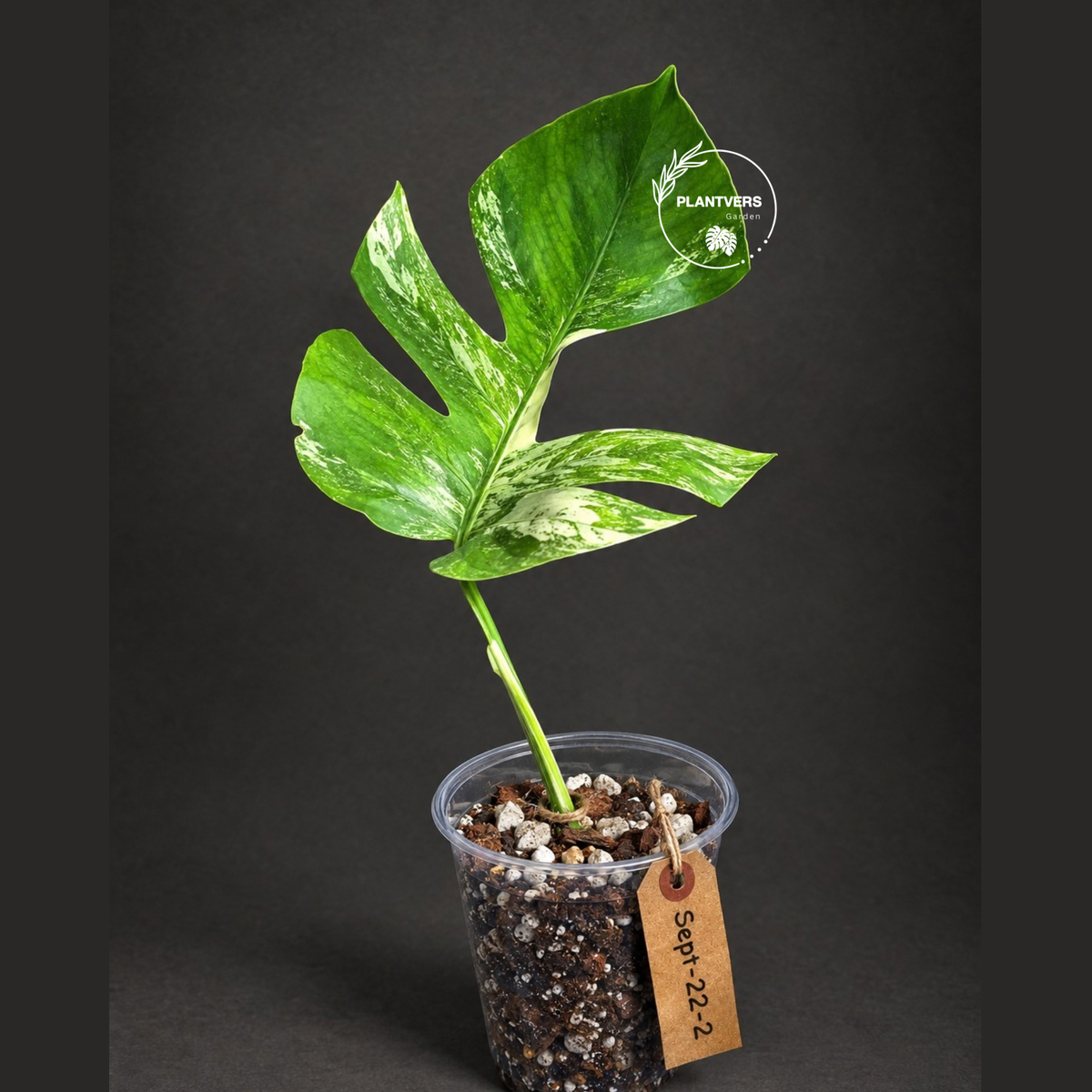 Monstera Borsigiana Aurea Variegated Plant - (Sep-22-2)