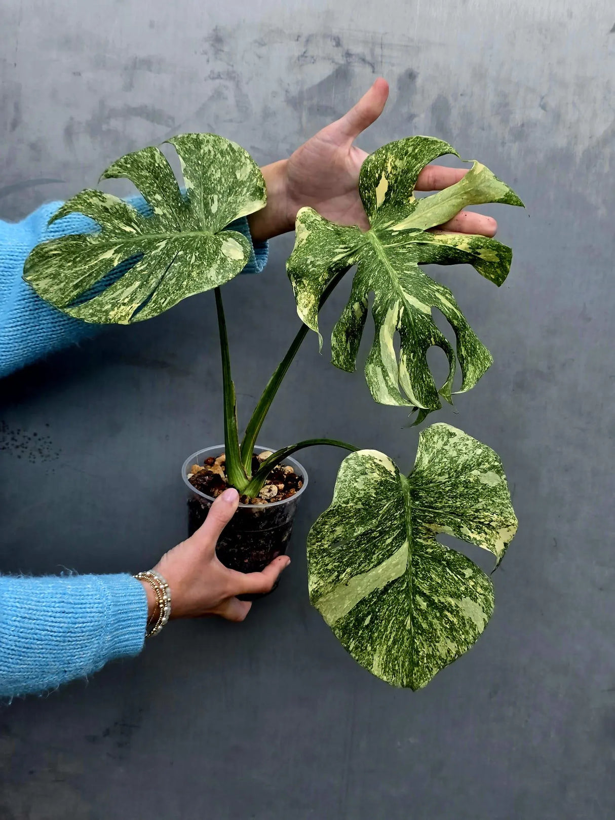 Variegated Monstera Legacy - Super Rare Monstera Indoor Plant - Collector's Aroid - EXACT Plant - US Seller