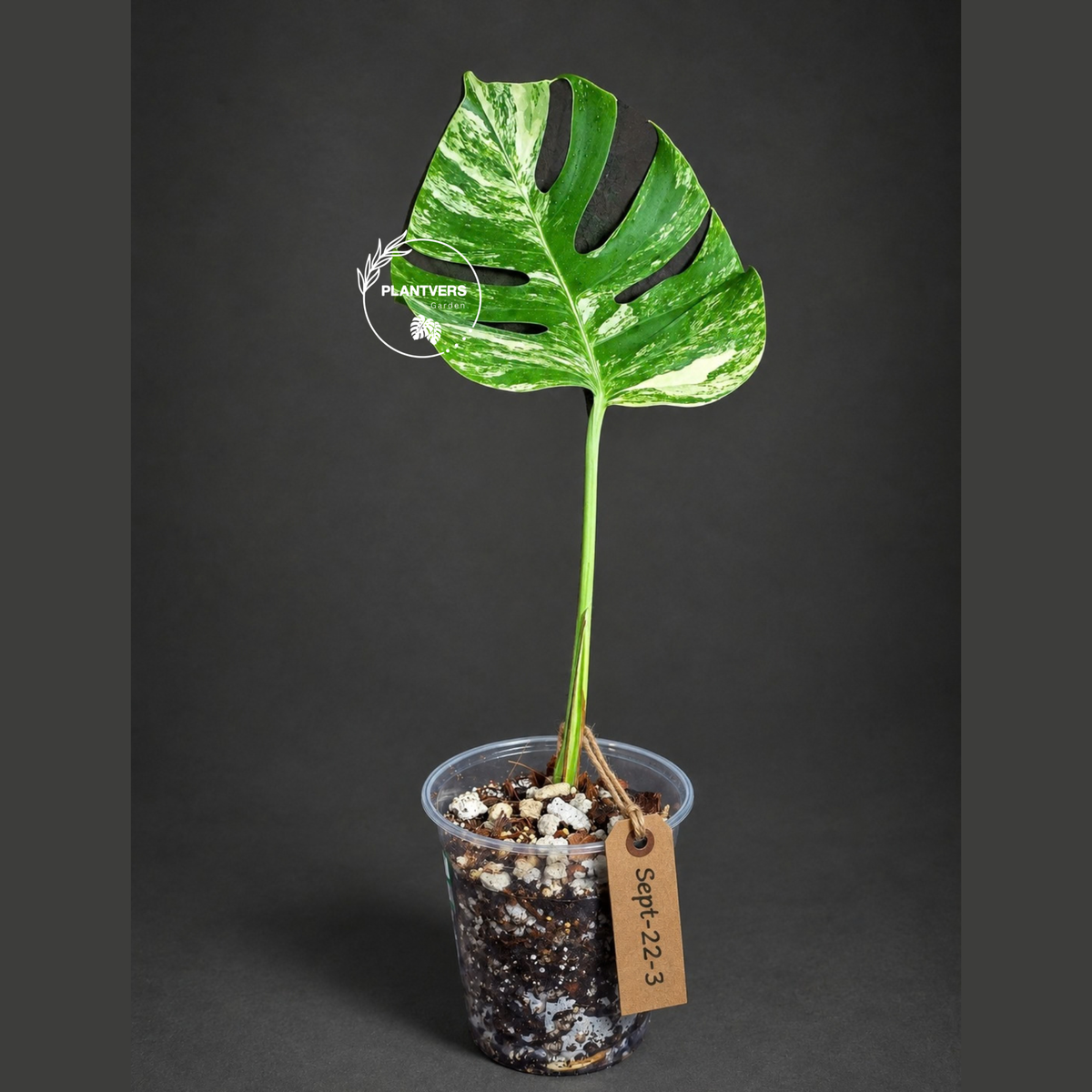 Monstera Borsigiana Aurea Variegated Plant - (Sep-22-3)