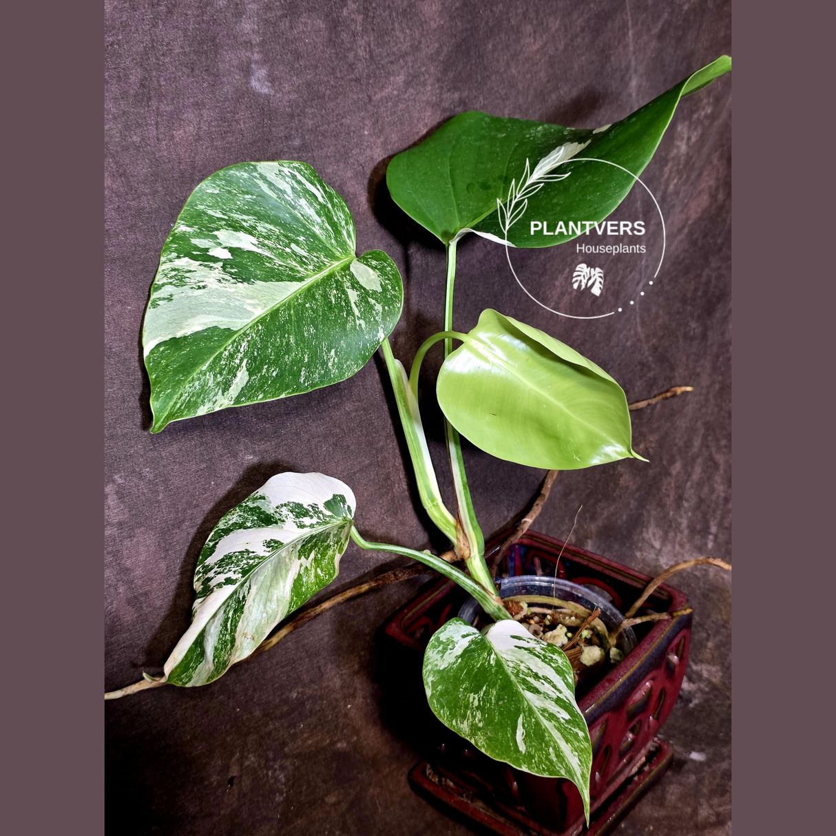Variegated Monstera Albo - White Monstera Borsigiana Baby Leaf - (June-09-41)