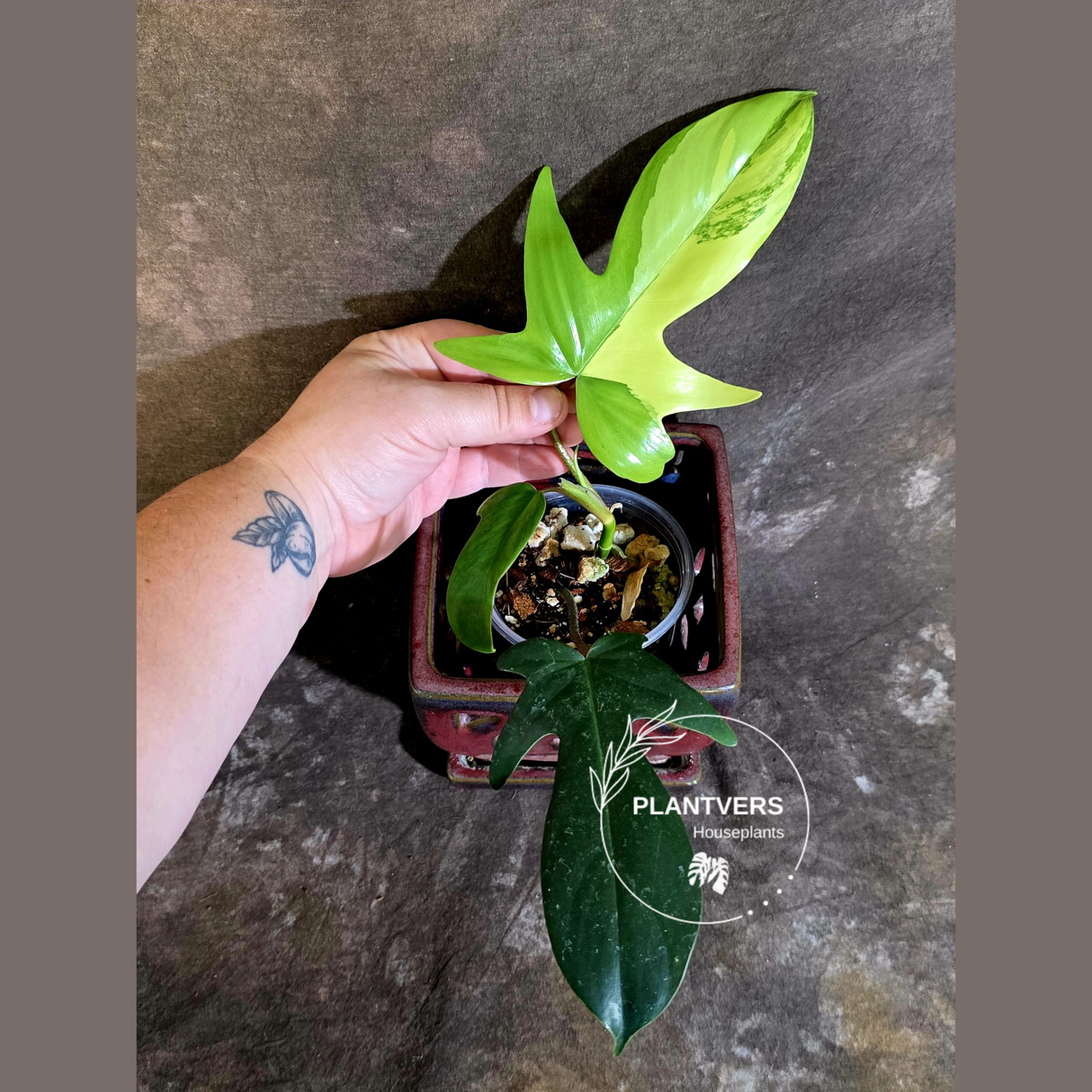 Variegated Philodendron Florida Beauty - Rare Live Plant - (June-16-34)