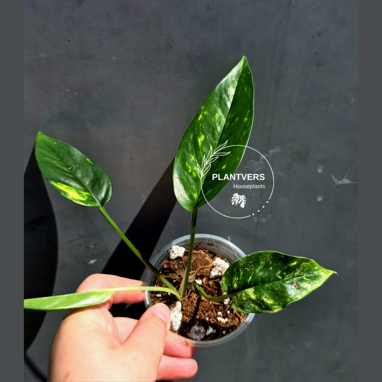 Variegated Golden Flame Epipremnum Pinnatum Plant - EXACT Plant - (May-29-66)