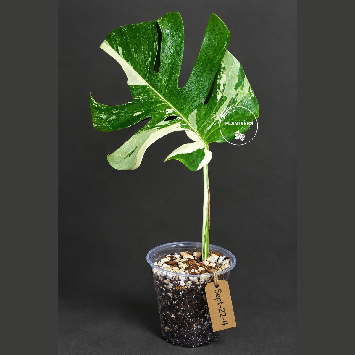 Variegated Monstera Albo - White Albo Borsigiana (Sep-22-4)