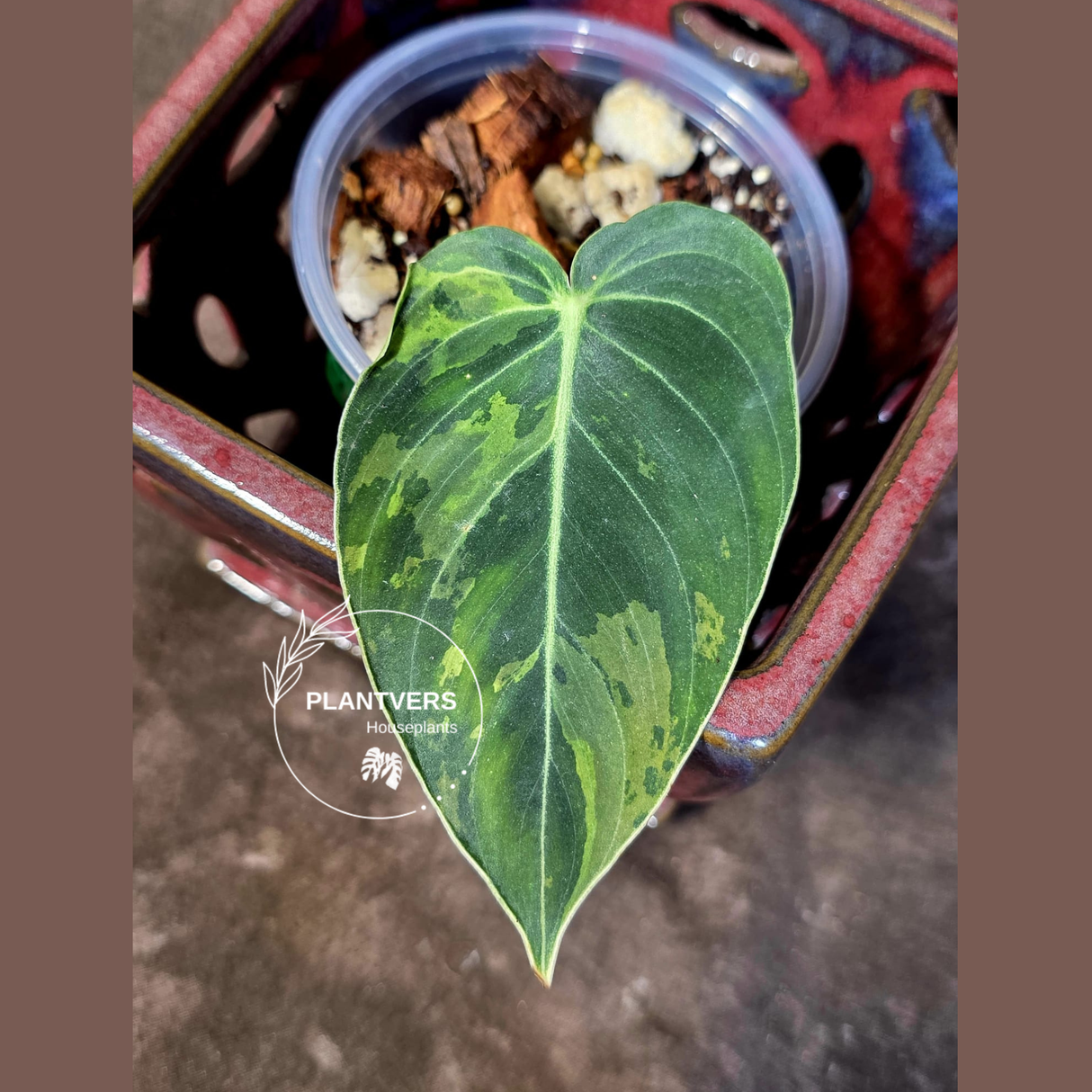 Philodendron Melanochrysum Variegated - Rare Tropical Live House Plant - (June-16-40)