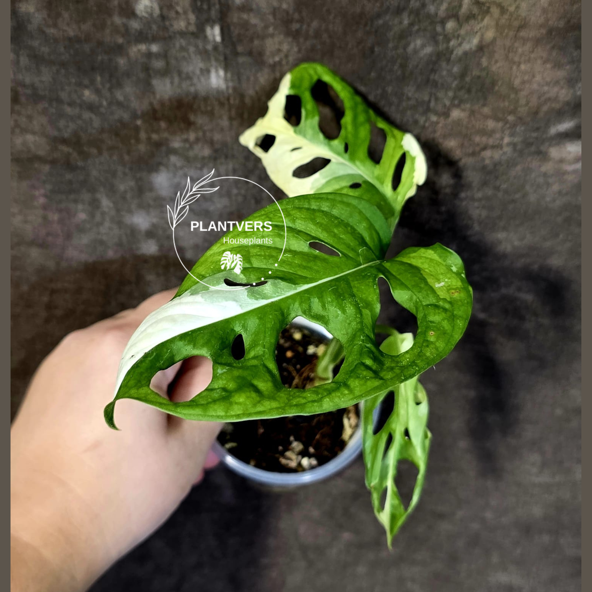 Variegated White Monstera Adansonii Albo - Rare Swiss Cheese Plant - (June-18-26)