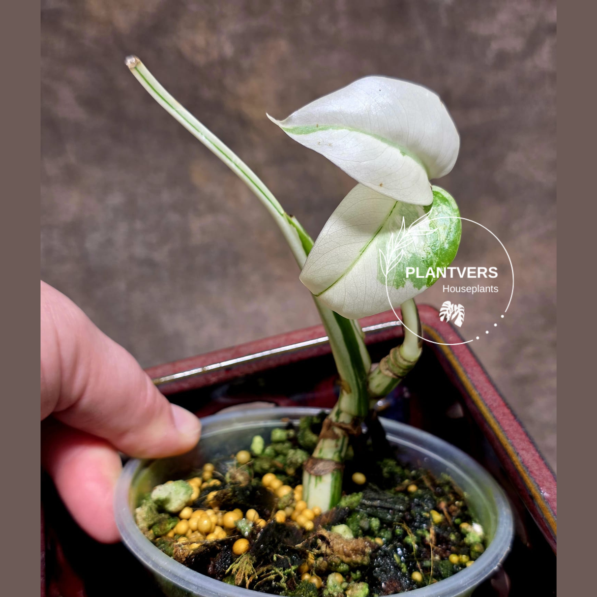 Variegated Monstera Albo - Rare White Monstera Borsigiana Albo Baby Leaf EXACT Plant - US Seller