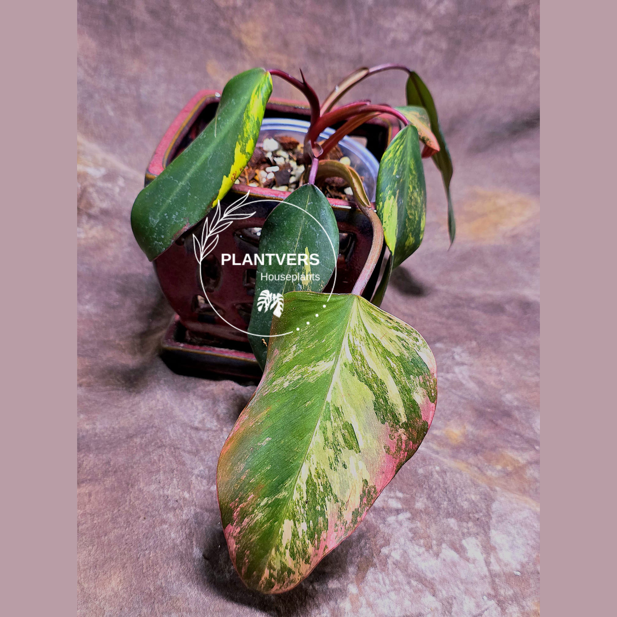 Variegated Philodendron Strawberry Shake - Super RARE Collector Plant - Philodendron Pink Plant - Live Indoor Plant - Exact Pot - US seller