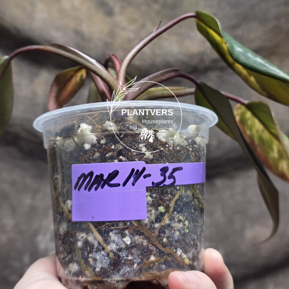 Variegated Philodendron Strawberry Shake - Super RARE Collector Plant - Philodendron Pink Plant - Live Indoor Plant - Exact Pot - US seller