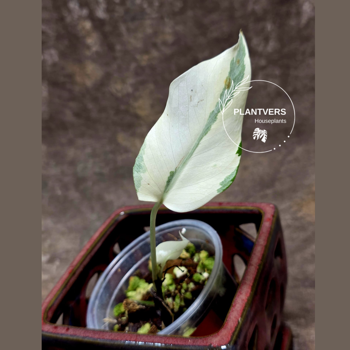 Variegated Monstera Albo - Rare White Monstera Borsigiana Baby Leaf EXACT Plant - US Seller