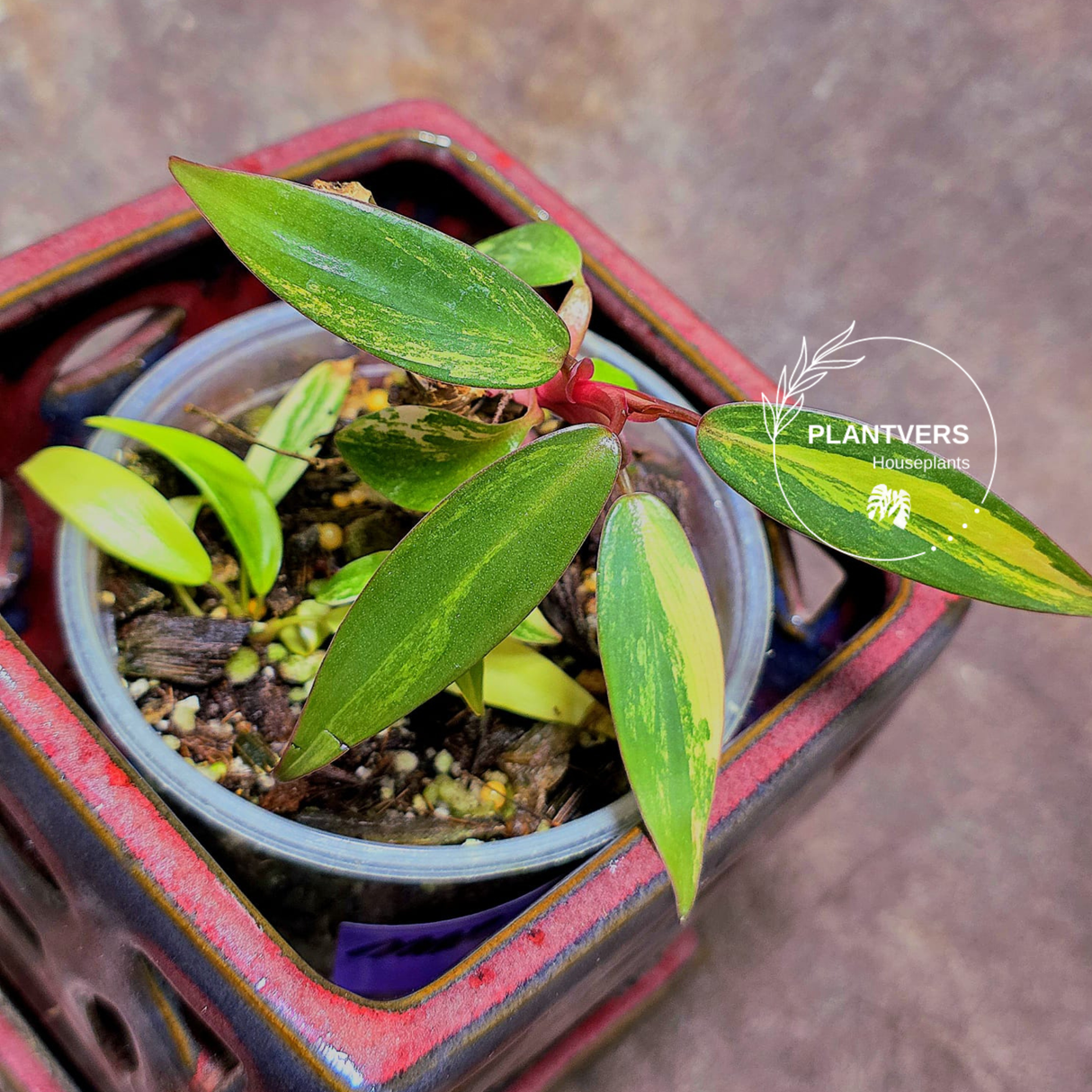 Variegated Philodendron Strawberry Shake - Super RARE Collector Plant - Philodendron Pink Plant - Live Indoor Plant - Exact Pot - US seller