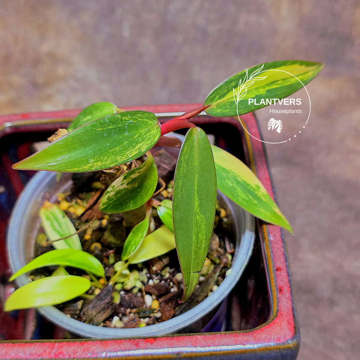 Variegated Philodendron Strawberry Shake - Super RARE Collector Plant - Philodendron Pink Plant - Live Indoor Plant - Exact Pot - US seller