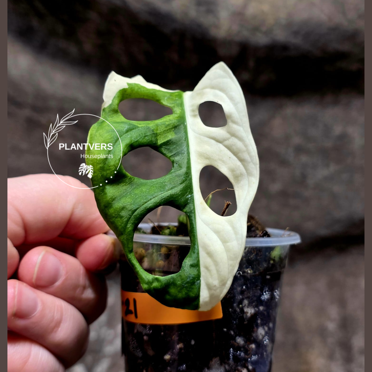Variegated White Monstera Adansonii Albo - Half-Moon Leaf Swiss Cheese Plant - Exact Plant - US Seller