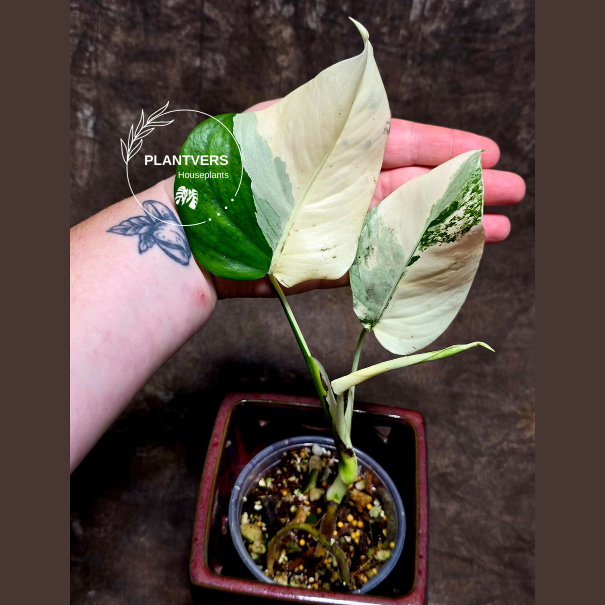 Variegated Monstera Albo - Rare White Monstera Borsigiana Albo Baby Leaf Plant - EXACT Plant - US Seller