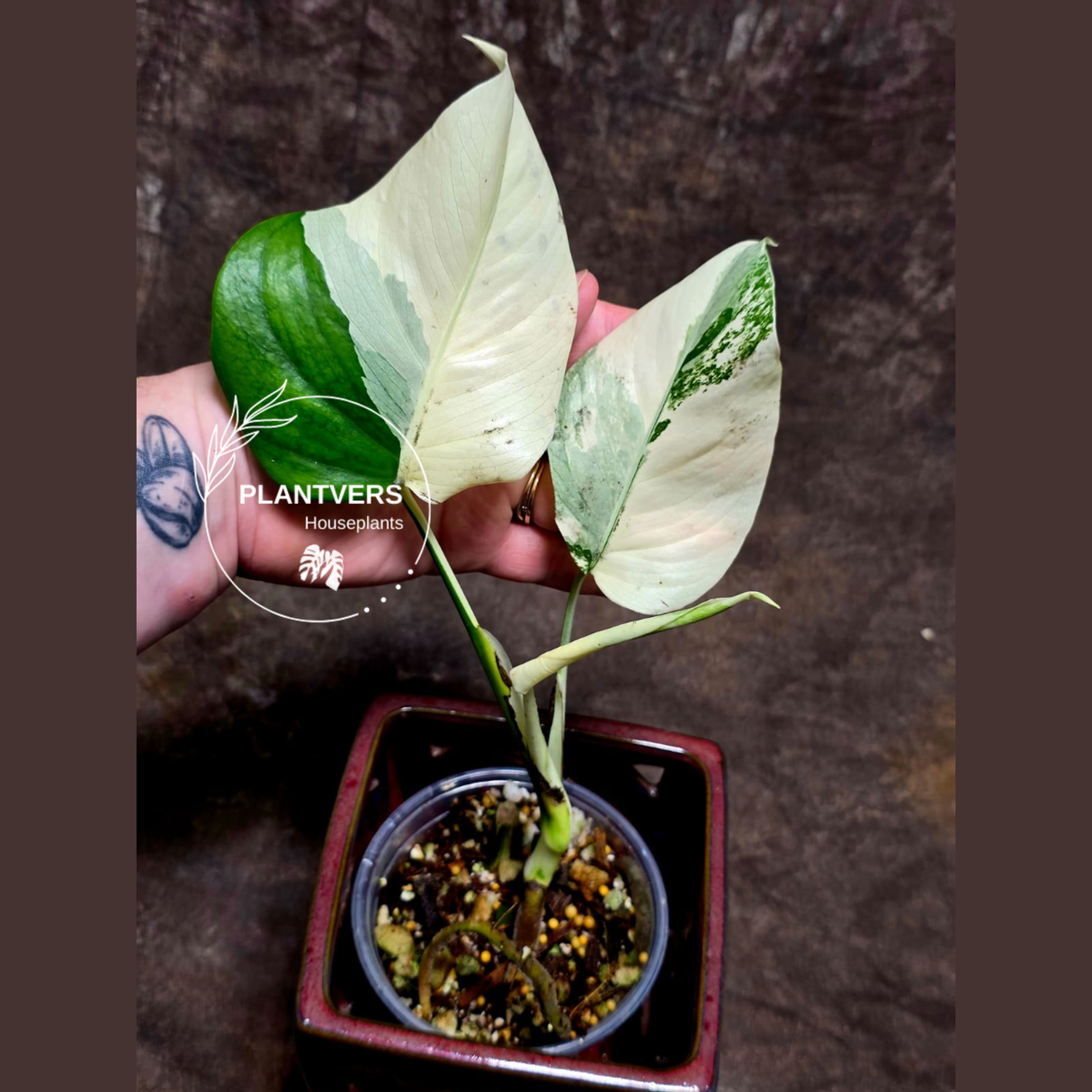 Variegated Monstera Albo - Rare White Monstera Borsigiana Albo Baby Leaf Plant - EXACT Plant - US Seller