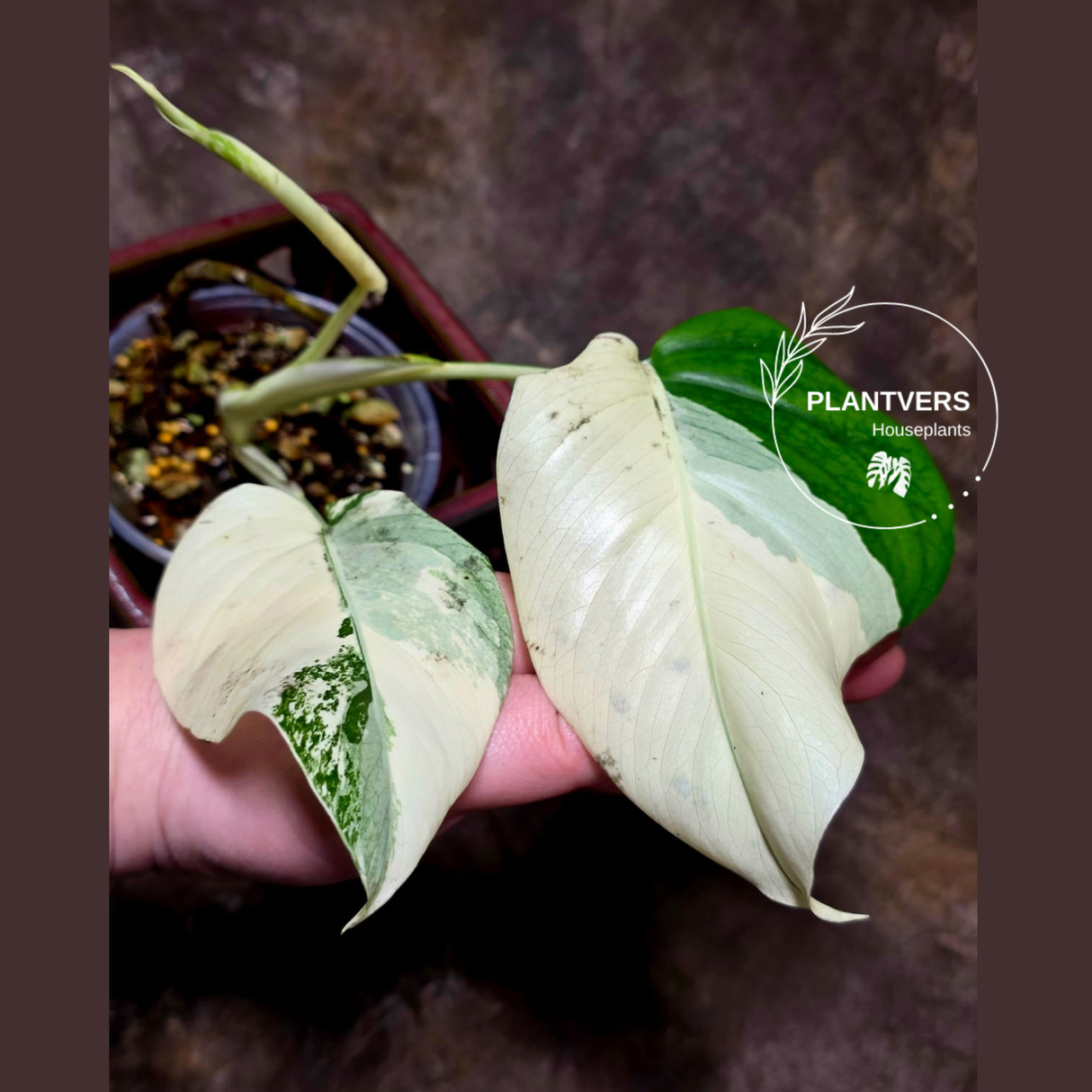 Variegated Monstera Albo - Rare White Monstera Borsigiana Albo Baby Leaf Plant - EXACT Plant - US Seller