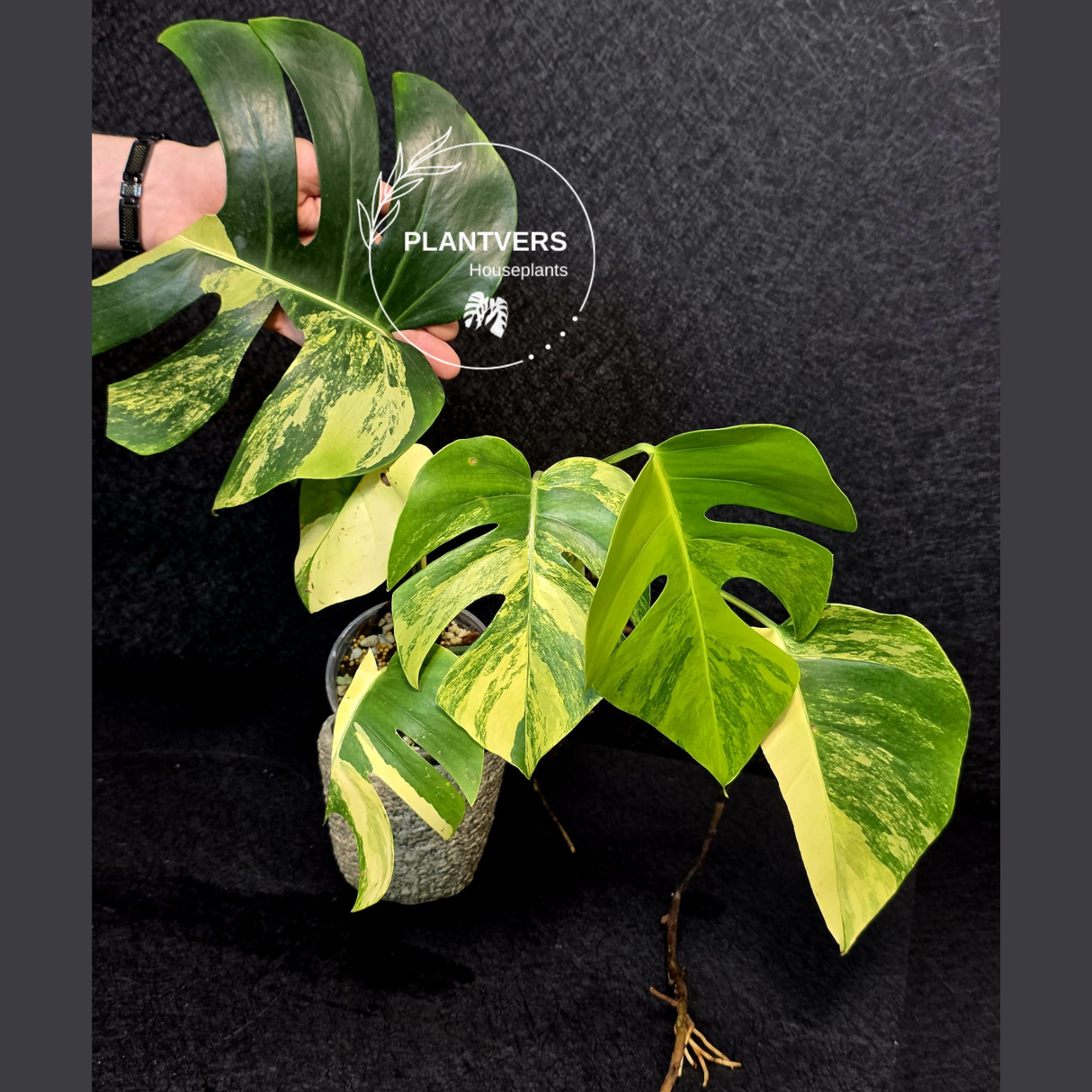 Monstera Aurea Variegated Borsigiana - Rare Monstera Marmota large form - Exact SAME Plant - US Seller