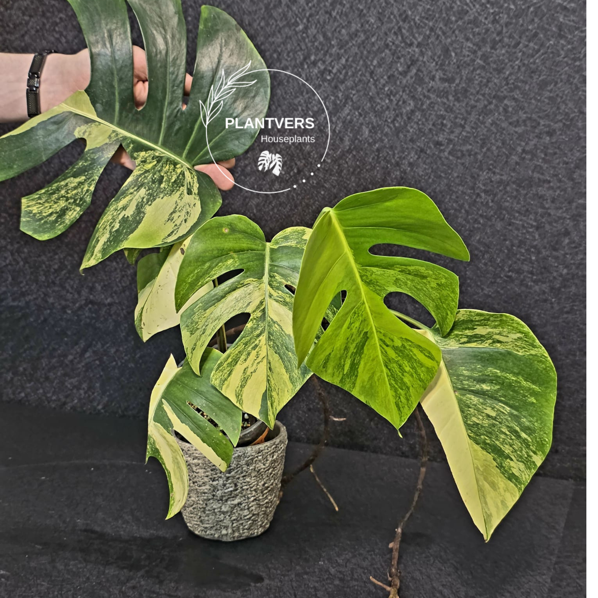 Monstera Aurea Variegated Borsigiana - Rare Monstera Marmota large form - Exact SAME Plant - US Seller