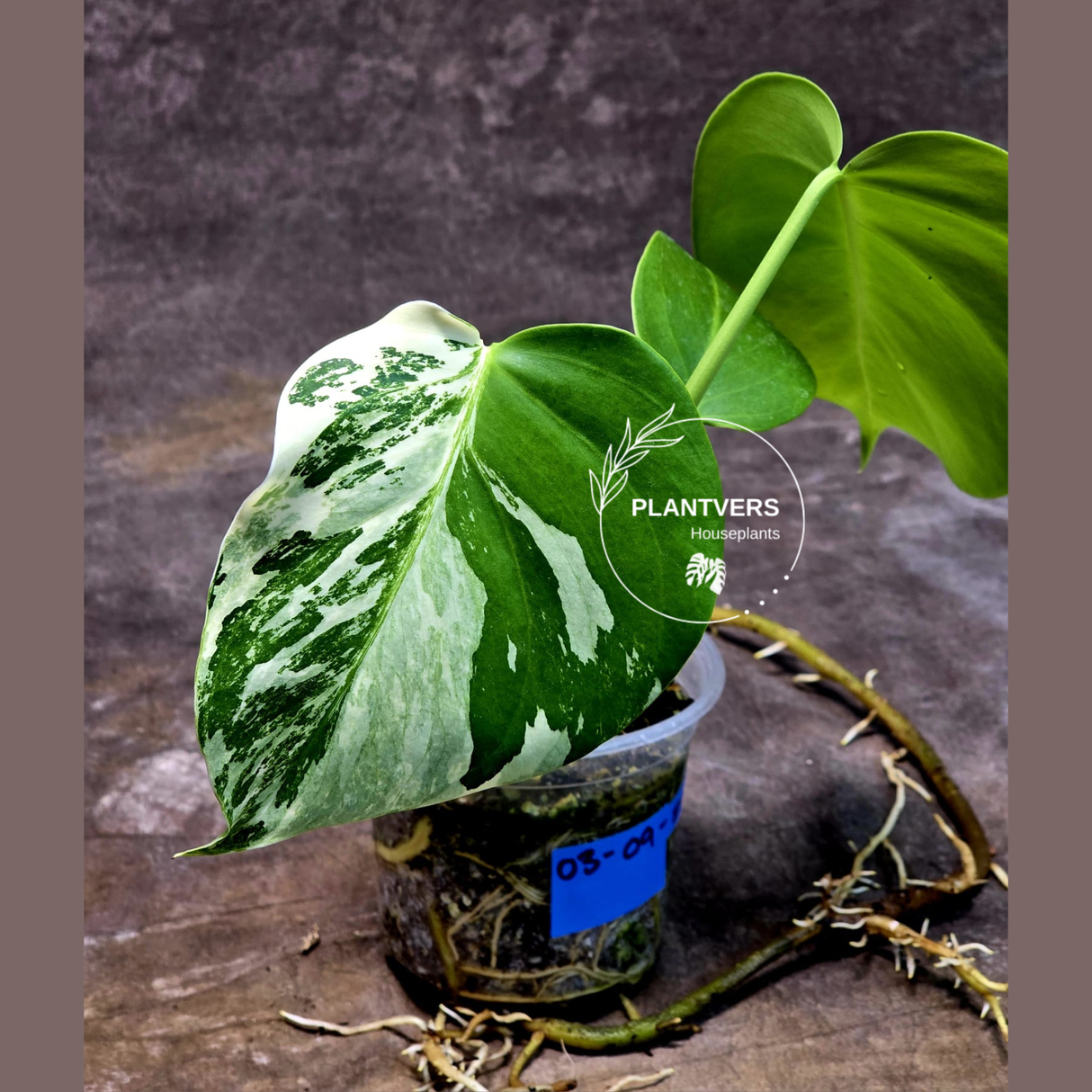 Variegated Monstera Albo Plant - Rare Indoor White Monstera Albo Borsigiana Plant - Baby Leaf Plant - Indoor Plant - EXACT Plant - US Seller