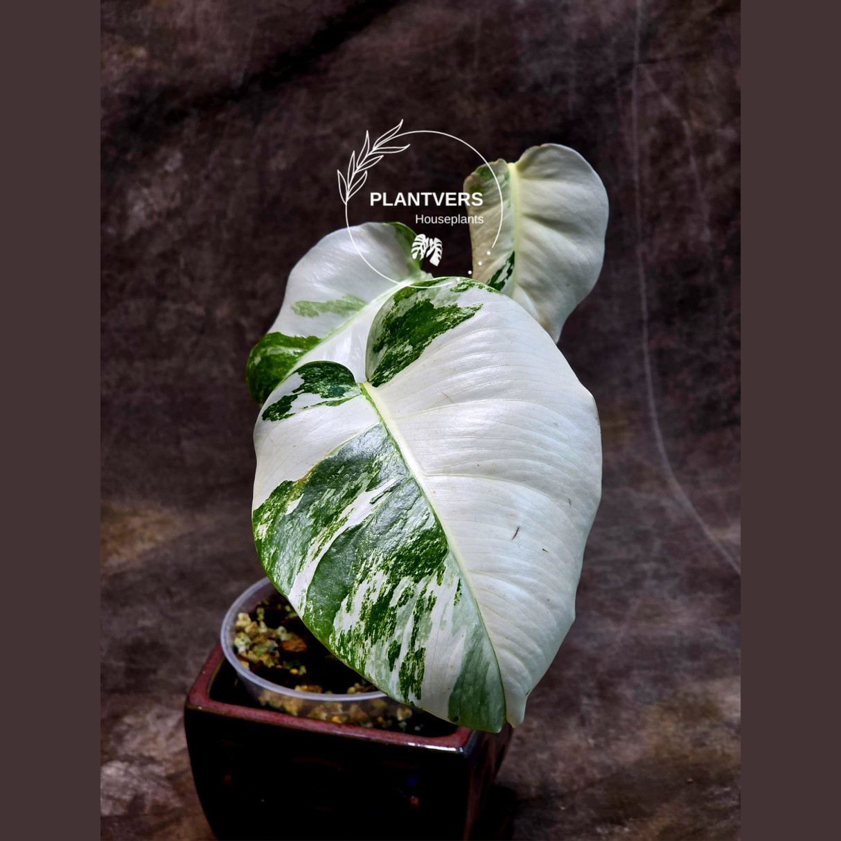 Variegated Monstera Albo Plant - Rare Indoor White Monstera Albo Borsigiana Plant - Baby Leaf Plant - Indoor Plant - EXACT Plant - US Seller