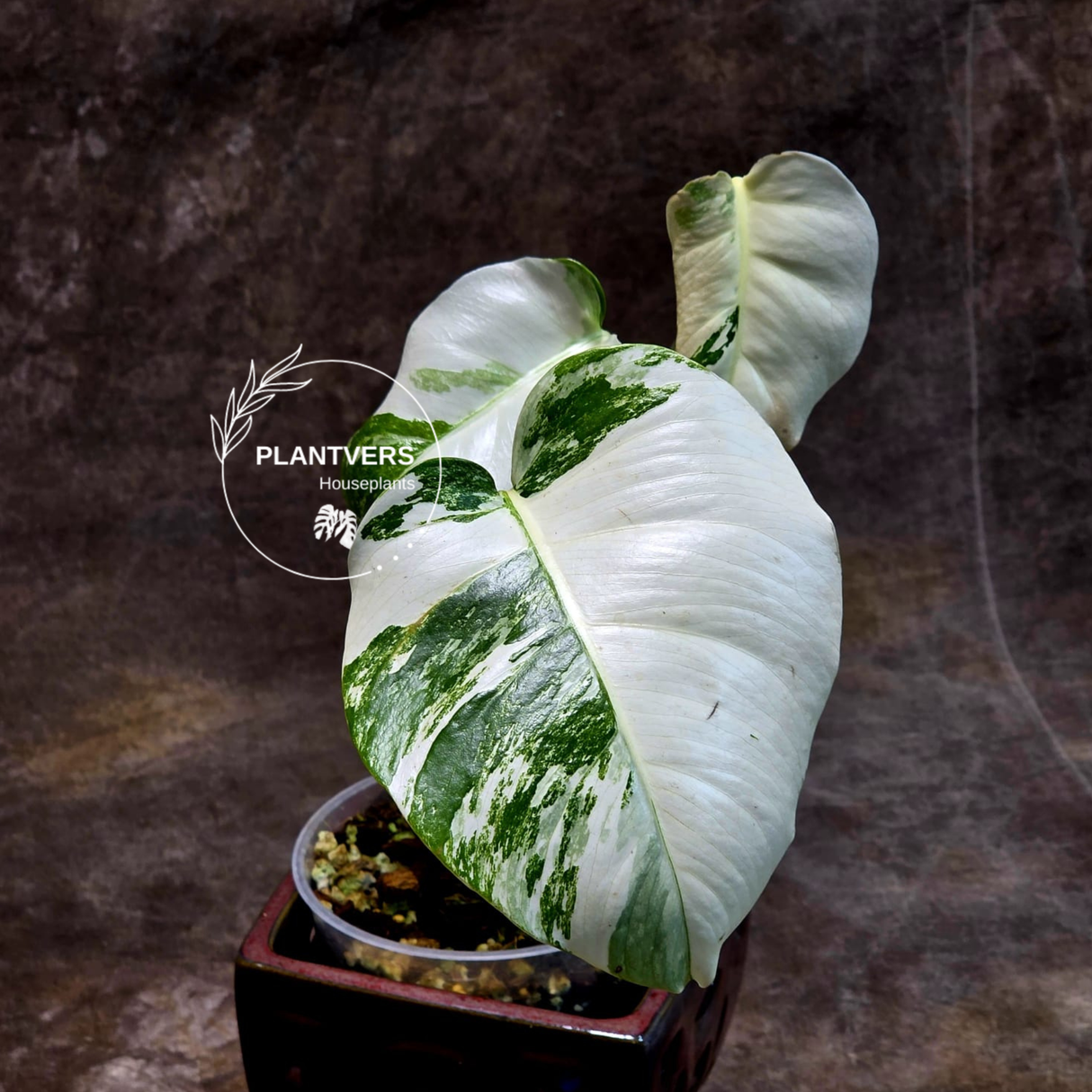Variegated Monstera Albo Plant - Rare Indoor White Monstera Albo Borsigiana Plant - Baby Leaf Plant - Indoor Plant - EXACT Plant - US Seller