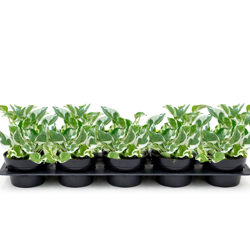4β Pearls & Jade Pothos (Wholesale Indoor Plant Case of 10 Pots)