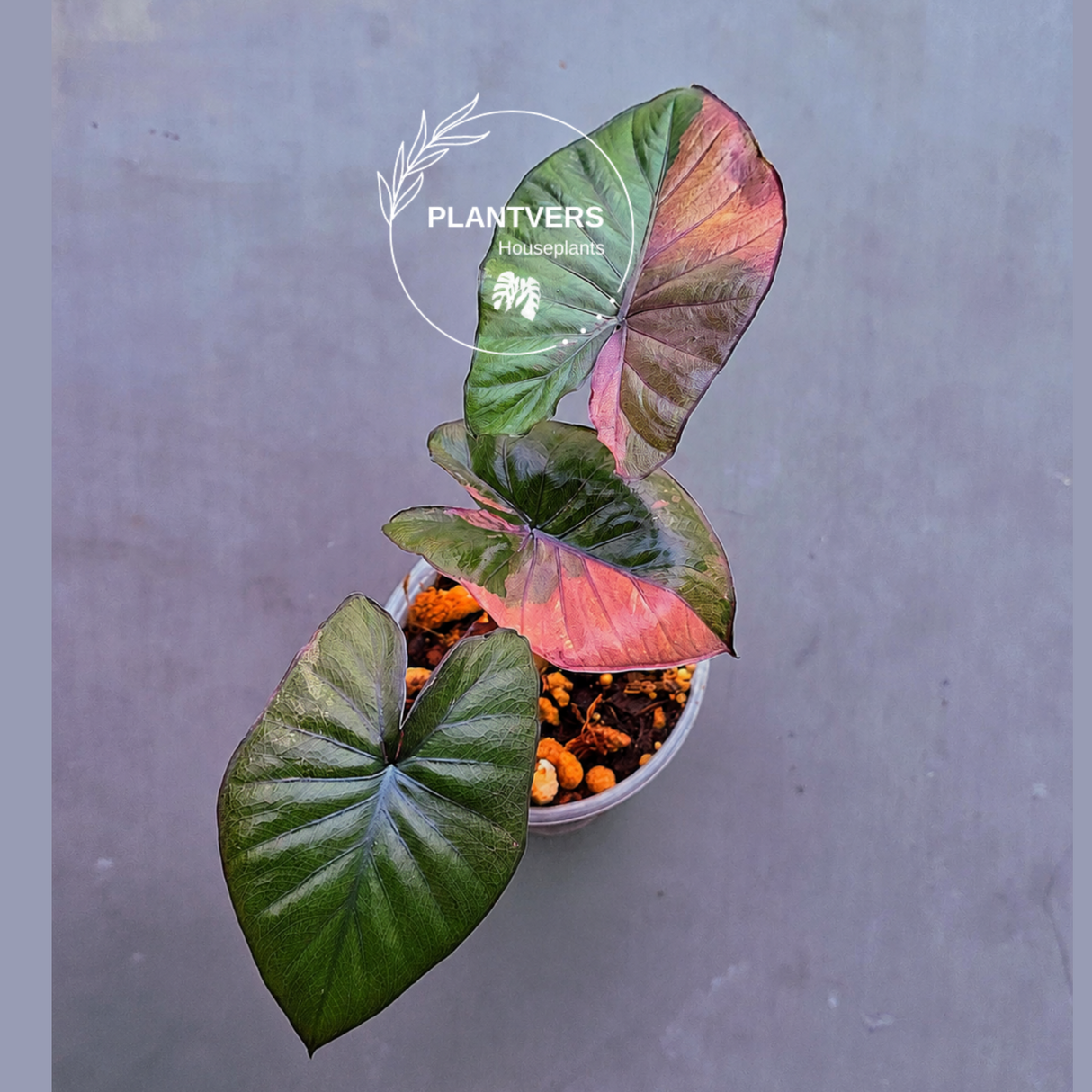 Alocasia Serendipity Pink Variegated - Super Rare Pink Variegated Alocasia (June-17-06)