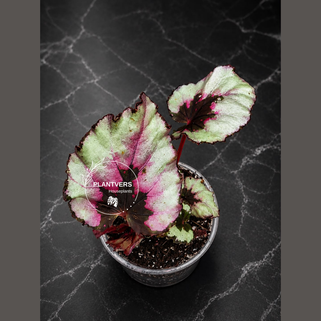 Begonia Rex Kotobuki in 3" Live Houseplant - Rare Rex Begonia - Tropical Indoor Plant - Plant Lover Gift