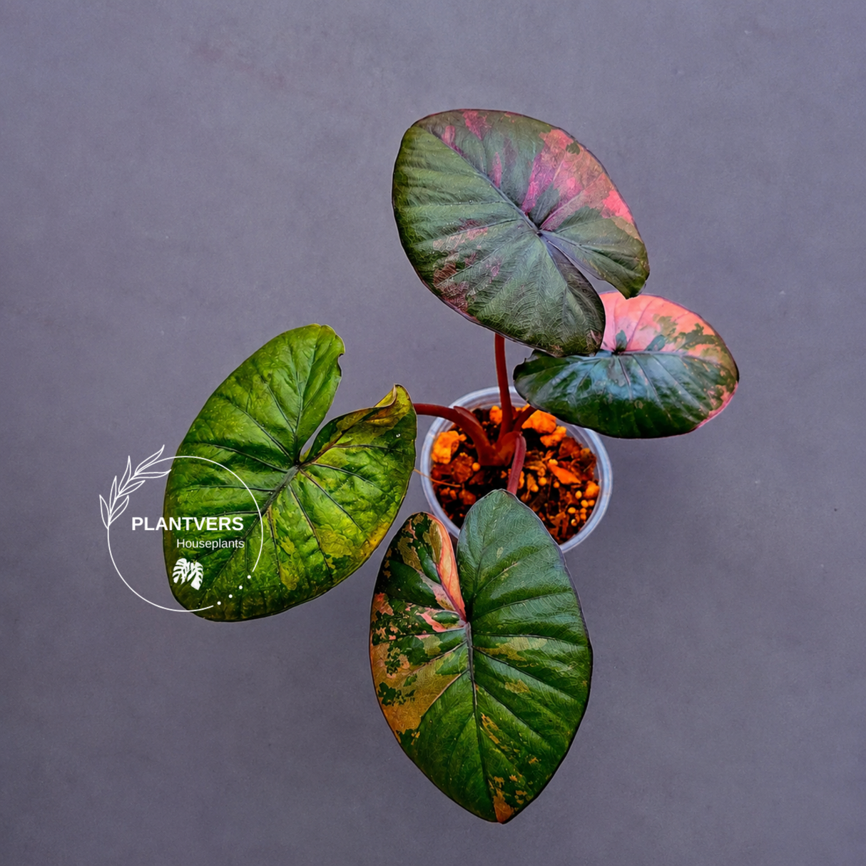 Alocasia Serendipity Pink Variegated β Rare Collector Aroid β Exact Plant (June-17-12)