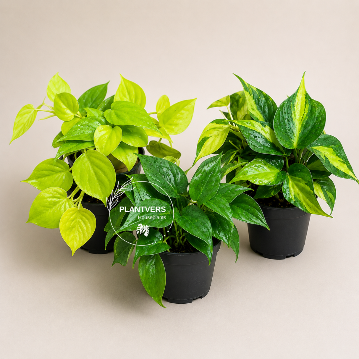 Set of 3 Philodendron Assorted in 4" Pots - Lemon Lime, Heartleaf, Brasil- Easy Care Houseplants - Indoor Plant Collection